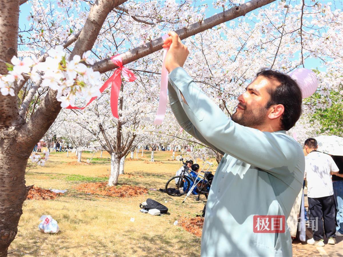 留学生为樱花树系绸缎。通讯员 王铭浩 摄.jpg 留学生为樱花树系绸缎。通讯员 王铭浩 摄.jpg